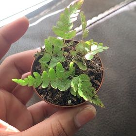 Photo of the plant species Wing Fern by @ndissy_planting named Francine on Greg, the plant care app