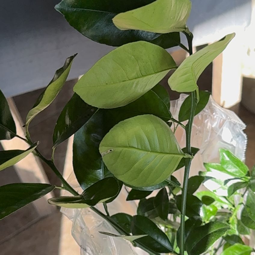 Photo of the plant species Panama Orange by @AwaitedRuby17 named Diana on Greg, the plant care app