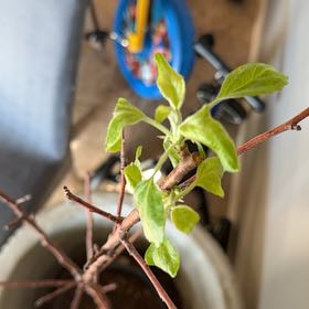 Photo of the plant species Honeycrisp apple tree by @AwaitedRuby17 named Elina on Greg, the plant care app