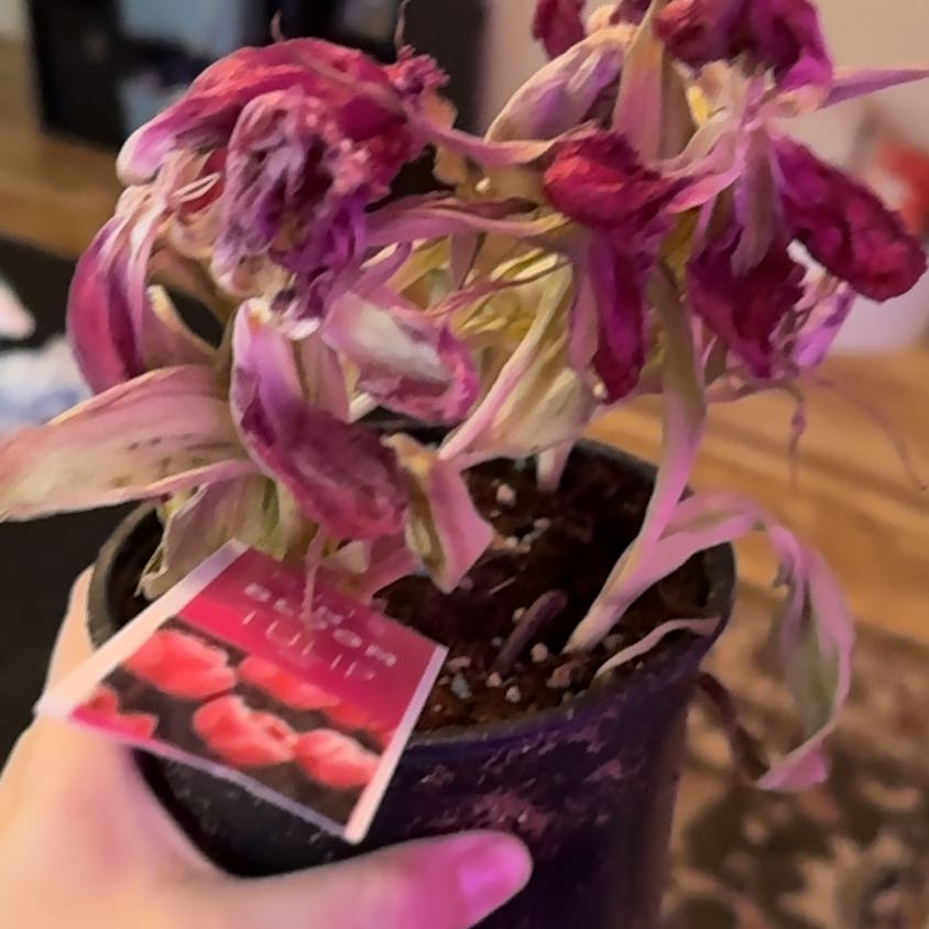 Photo of the plant species Pink tulip by @FastAlbo12 named Fernie Mercury on Greg, the plant care app