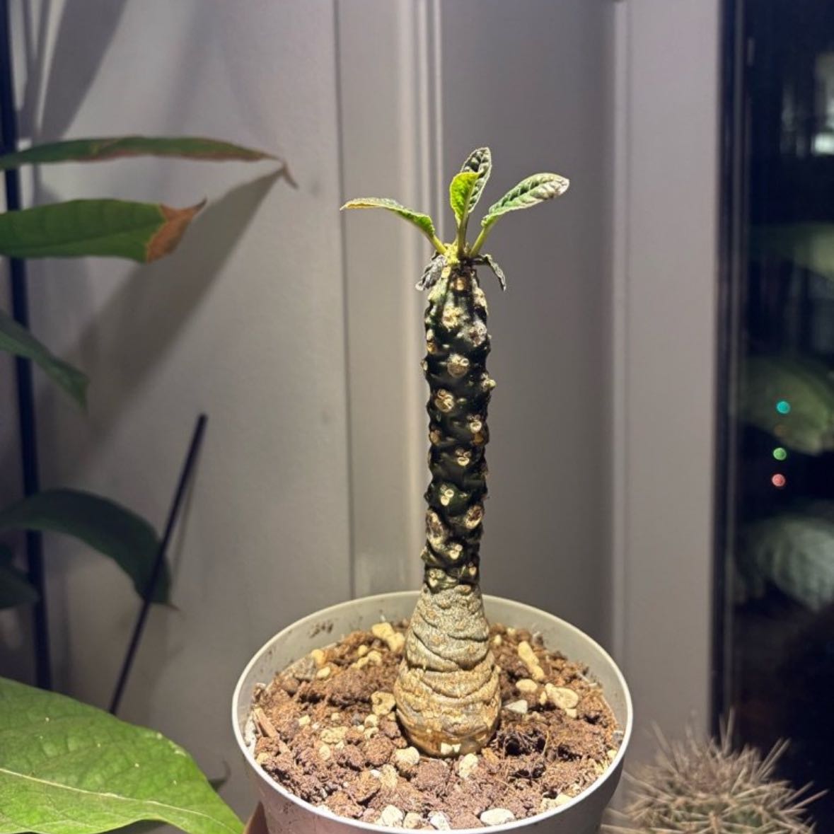 Photo of the plant species Dorstenia foetida ssp. lancifolia by @NewCodiaeum64 named Hemingway on Greg, the plant care app