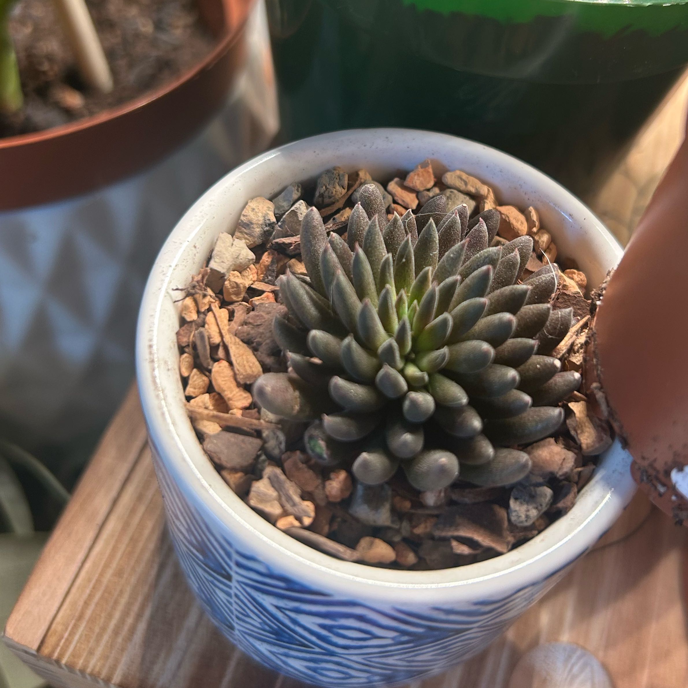 Photo of the plant species Crested Chinese Jade by @CuriousTorgrass named Foxxy on Greg, the plant care app