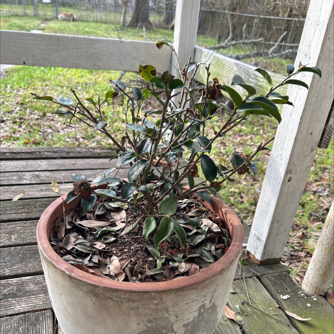 Photo of the plant species Shishi Gashira Camellia by @BossIrishmoss named Mando on Greg, the plant care app