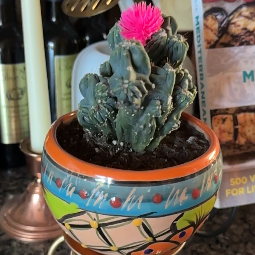 Photo of the plant species Ming Thing Cactus by @PoshMelittis13 named Hector on Greg, the plant care app