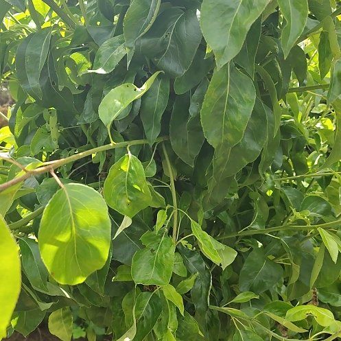 Photo of the plant species Common Pear by @ShowyZulugiant named Drake on Greg, the plant care app
