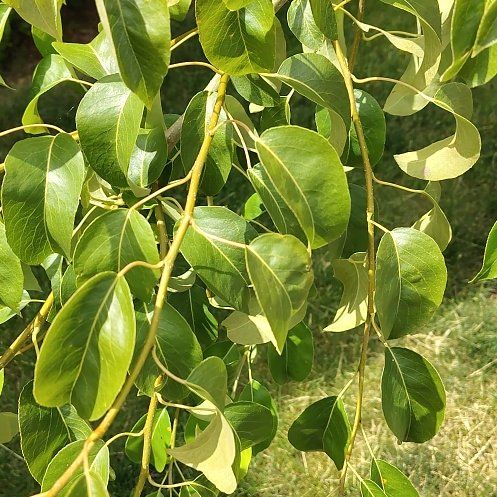 Photo of the plant species Common Pear by @ShowyZulugiant named Spike Leaves on Greg, the plant care app
