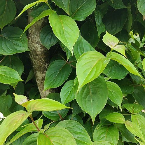 Photo of the plant species Kousa Dogwood by @ShowyZulugiant named Clooney on Greg, the plant care app