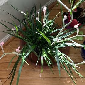 Photo of the plant species Yellow Kangaroo Paw Fern by @ProudExotichoya named Duke on Greg, the plant care app