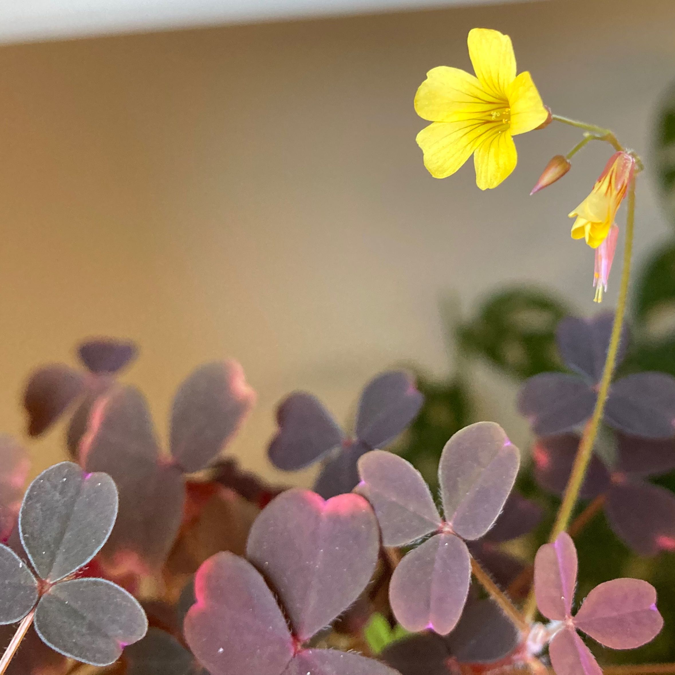 Creeping Woodsorrel plant with trifoliate leaves and a yellow flower.
