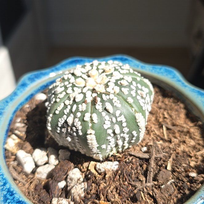 Photo of the plant species Stenocactus by @FavoredNoni named Sigmund on Greg, the plant care app
