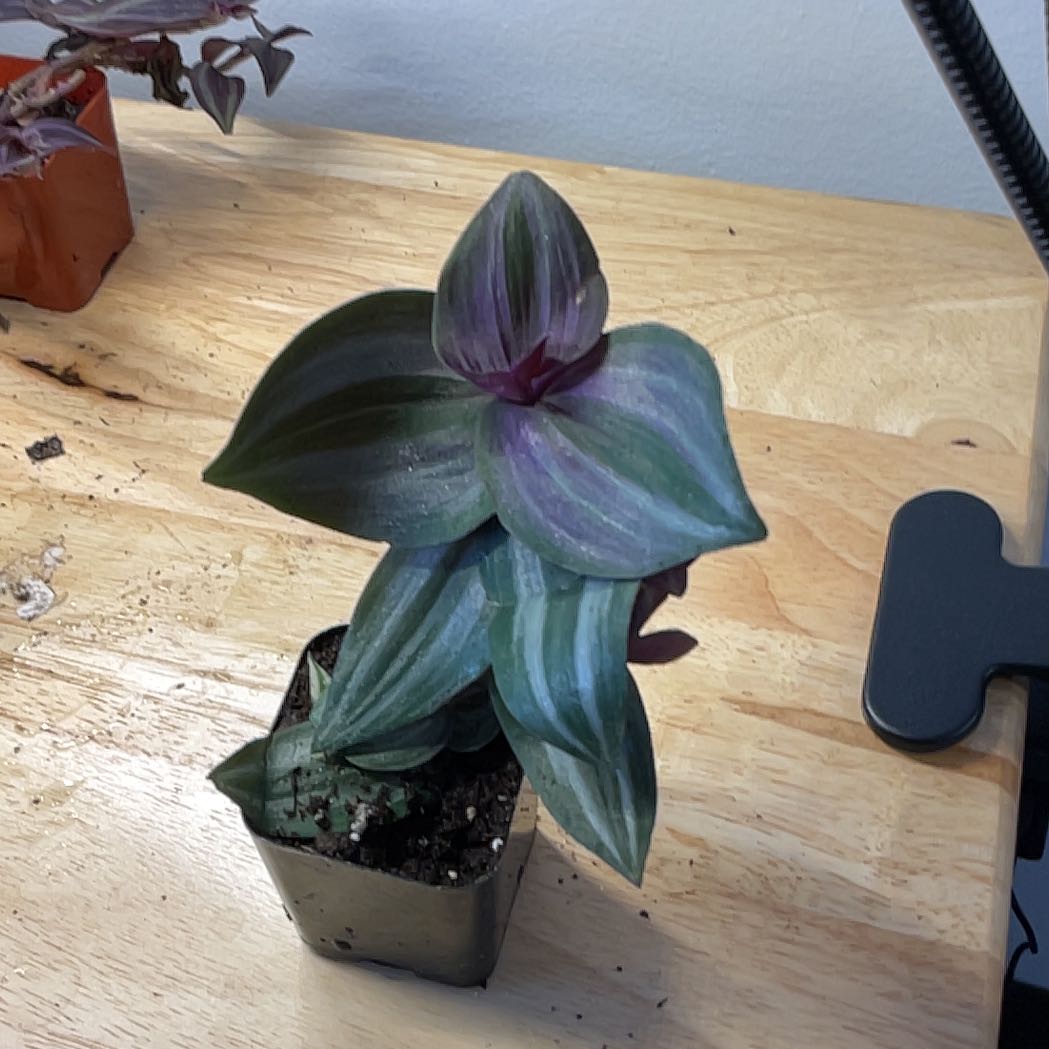 Photo of the plant species Wandering Jew 'Tikal' by @JerseyRose named Keanu on Greg, the plant care app