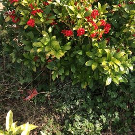 Photo of the plant species May Duke Cherry by @ZestPimarhatany named Duke on Greg, the plant care app