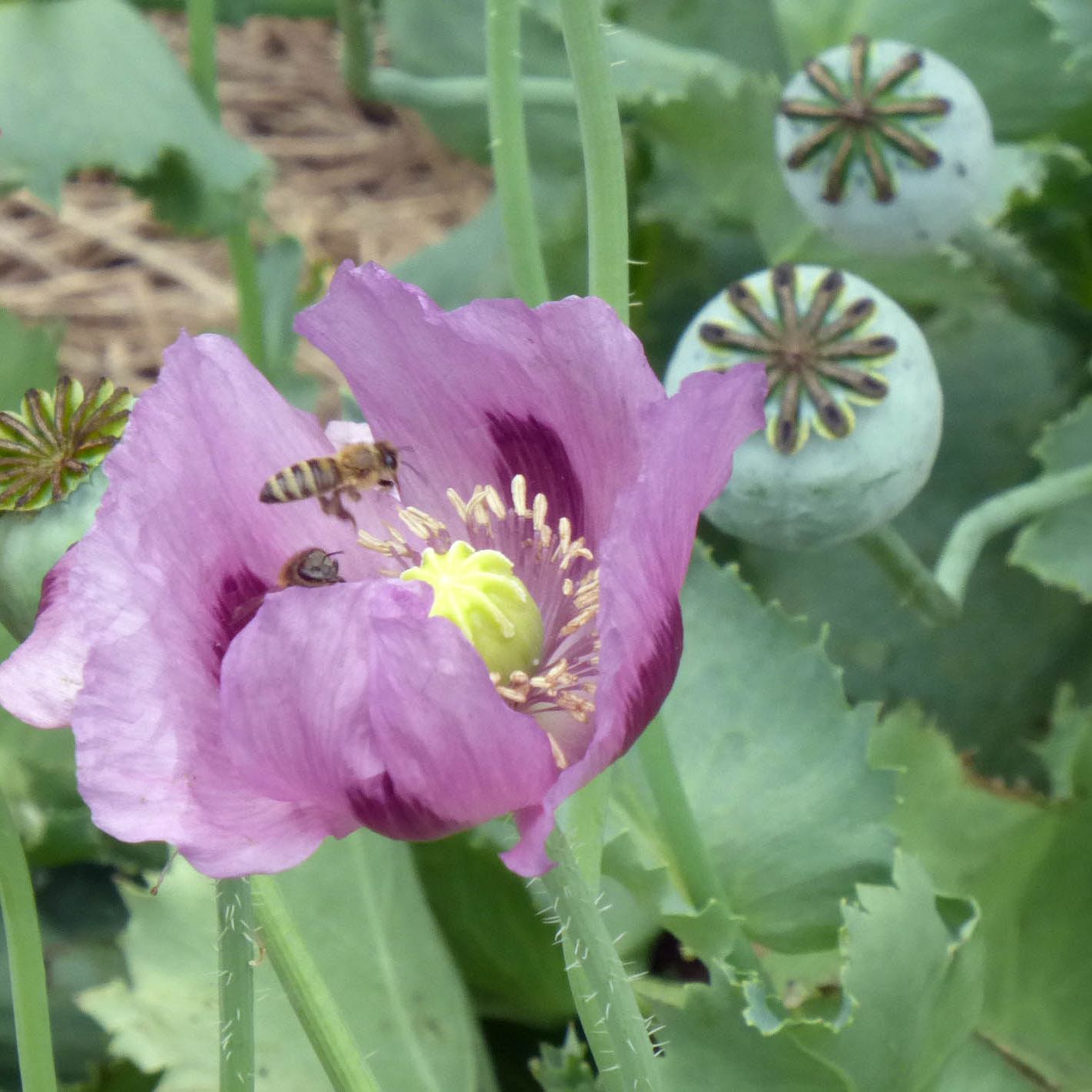 Photo of the plant species Hungarian Blue Poppy by @BigwigPokaka named Bodhi on Greg, the plant care app