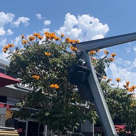 Photo of the plant species African Tuliptree by @ManyBarley27 named Sigmund on Greg, the plant care app
