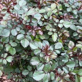 Photo of the plant species Apricot Drift Rose by @MellowRockcress named Apricot drift roses on Greg, the plant care app