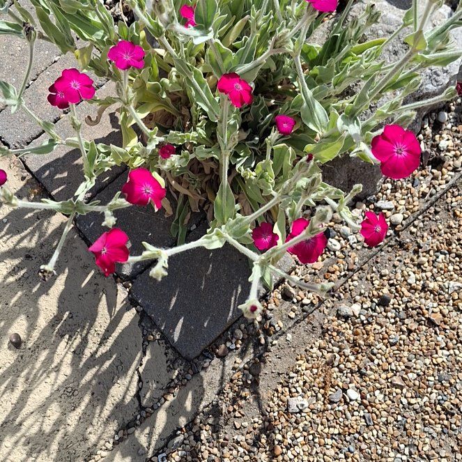 Photo of the plant species Rose Campion by @RousingTawapou7 named Doja Cat on Greg, the plant care app