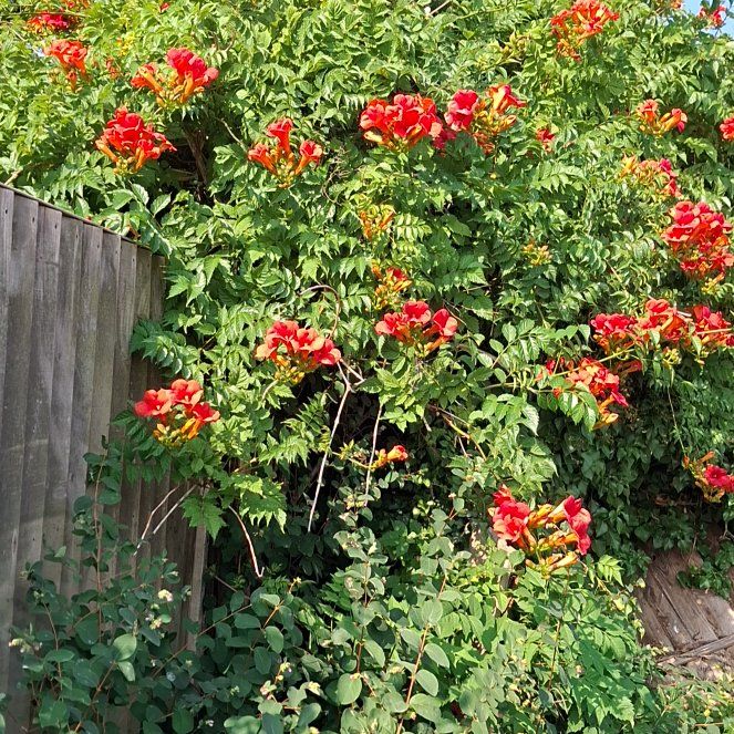 Photo of the plant species Hummingbird Vine by @RousingTawapou7 named Luna on Greg, the plant care app