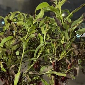 Photo of the plant species Blackwood by @EmpatheticMango named Tree Diddy on Greg, the plant care app