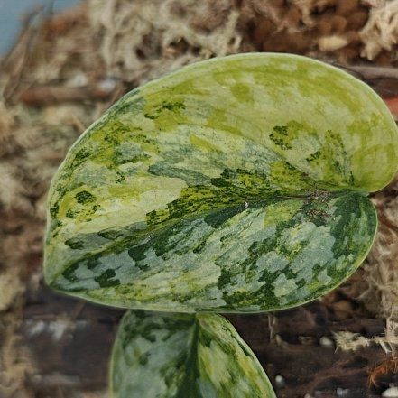 Photo of the plant species Variegated Scindapsus Silver Knight by @PetLentenrose named Geulis on Greg, the plant care app