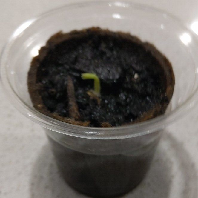 Photo of the plant species Speckled Snow Pea by @WorldlyGrass55 named Queen on Greg, the plant care app