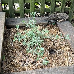 Photo of the plant species Tar Bush by @YokeBlackgoblet named Miley on Greg, the plant care app