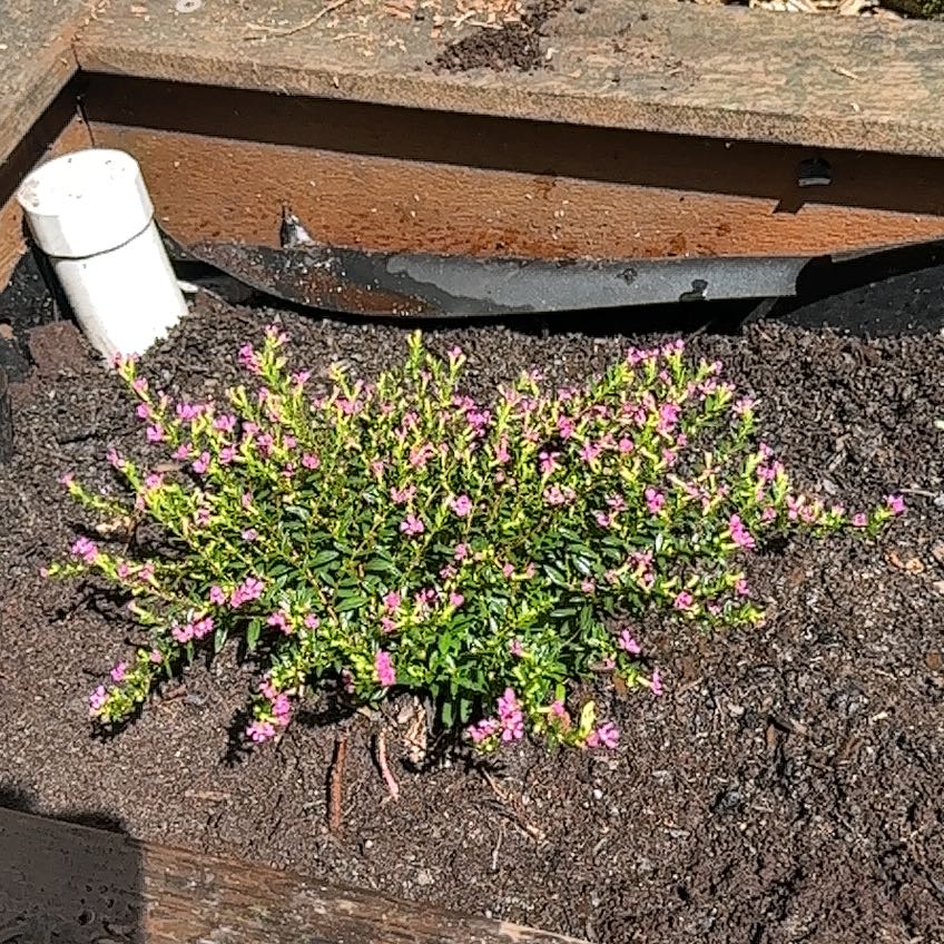 Photo of the plant species cigar plant by @YokeBlackgoblet named Huckleberry Fern on Greg, the plant care app