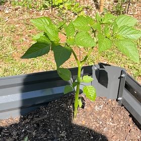 Photo of the plant species Purple Tomatillo by @LargeAngelwings named Rainier on Greg, the plant care app