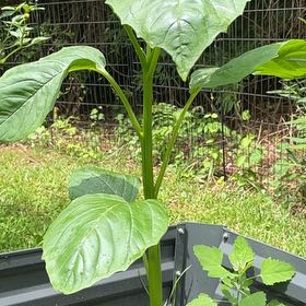Photo of the plant species Giant Teddy Bear Sunflower by @LargeAngelwings named Muhammad Ali on Greg, the plant care app