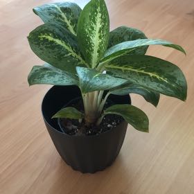 Photo of the plant species Aglaonema 'Ruby Ray' by @HeroNeslia99 named Aria on Greg, the plant care app