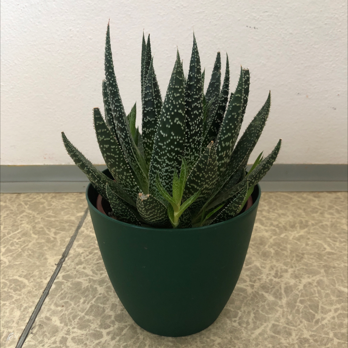 Photo of the plant species Zebra Plant by @HeroNeslia99 named Gastéria on Greg, the plant care app