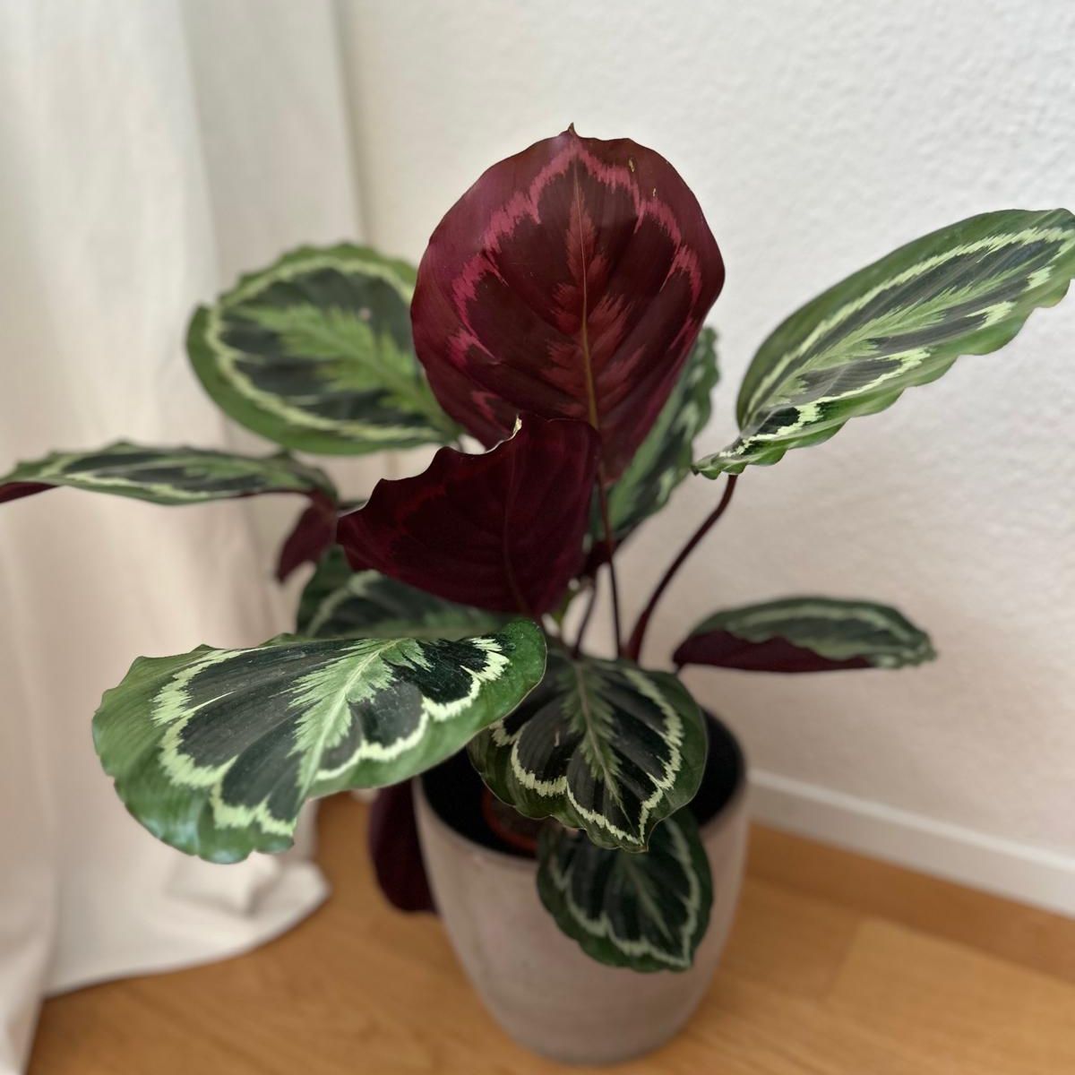 05 Calathea Medalion