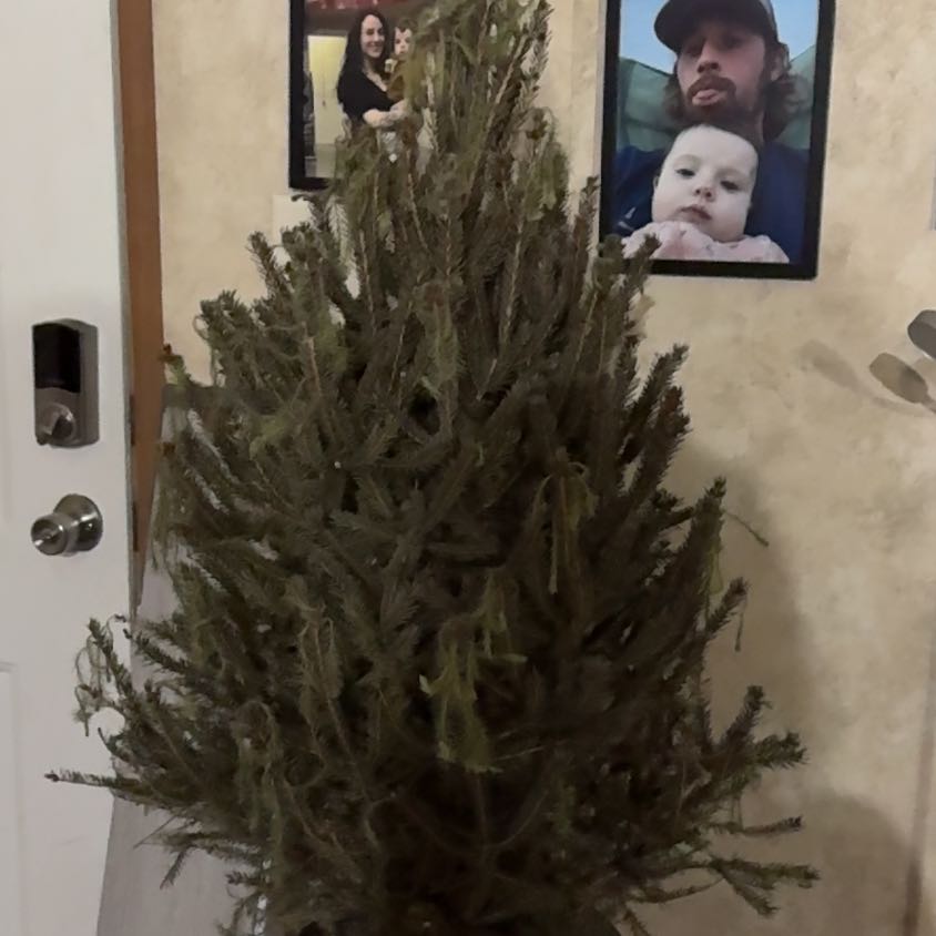 Photo of the plant species North Pole Spruce by @BuffChangunga named Bieber on Greg, the plant care app