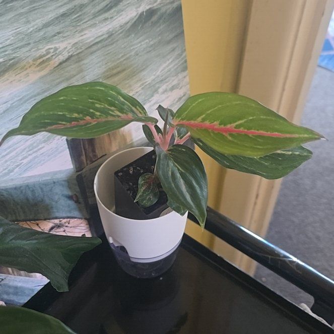 Photo of the plant species Aglaonema 'Red Zircon' by @HeadInTheSky named Nema on Greg, the plant care app
