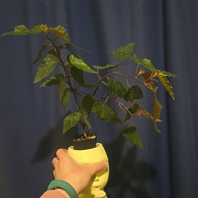 Photo of the plant species Begonia Medora by @HeadInTheSky named Butterflies on Greg, the plant care app