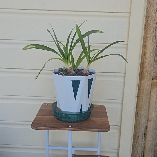 Photo of the plant species African Lily by @HeadInTheSky named Gutter rat on Greg, the plant care app