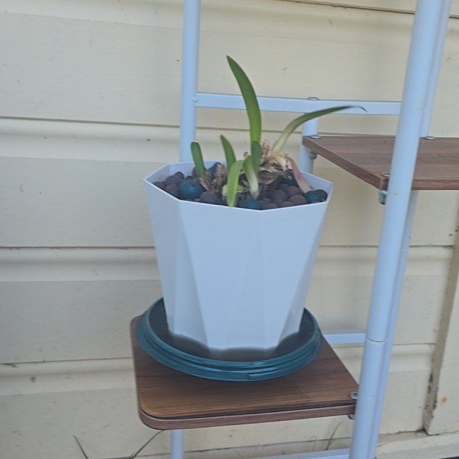 Photo of the plant species African Lily by @HeadInTheSky named Gutter mouse on Greg, the plant care app