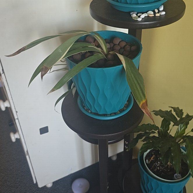 Photo of the plant species Fringed Iris by @HeadInTheSky named Fringe on Greg, the plant care app