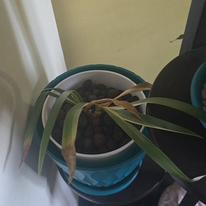 Photo of the plant species Fringed Iris by @HeadInTheSky named Messi on Greg, the plant care app