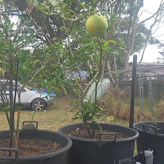 Photo of the plant species Dwarf Lisbon Lemon Tree by @HeadInTheSky named Lemony Lisbon on Greg, the plant care app