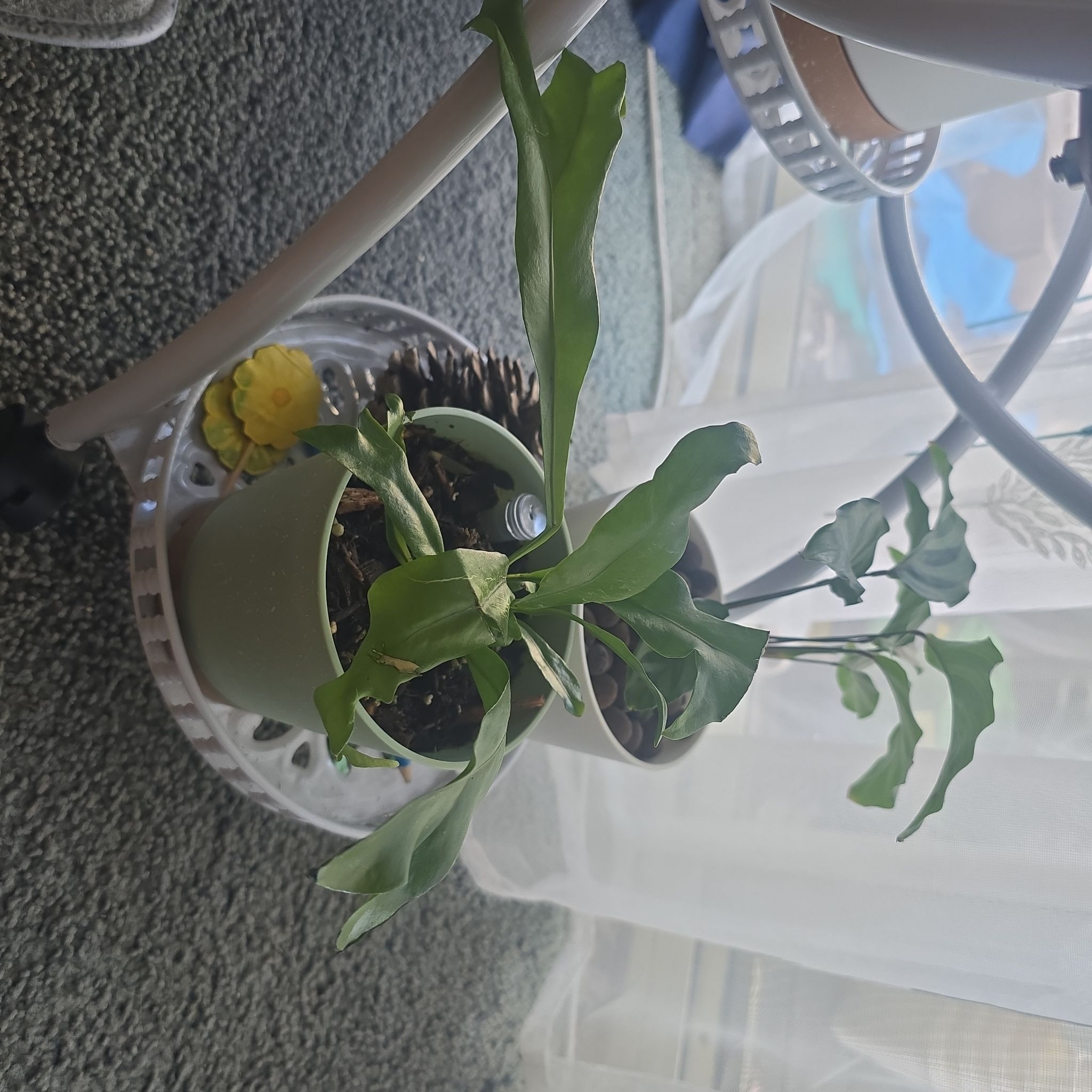 Photo of the plant species Green Flame by @HeadInTheSky named Flame on Greg, the plant care app
