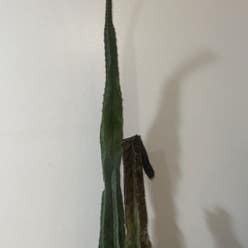 Pleated Cereus plant