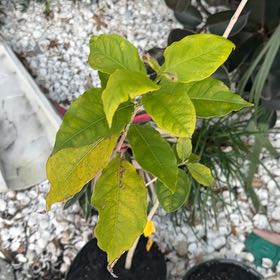 Photo of the plant species Peanut Butter Fruit by @ZarfAtom16 named Morgan Treeman on Greg, the plant care app