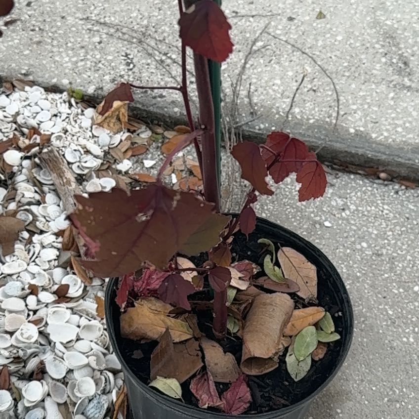 Photo of the plant species Hibiscus acetosella by @ZarfAtom16 named Coco on Greg, the plant care app