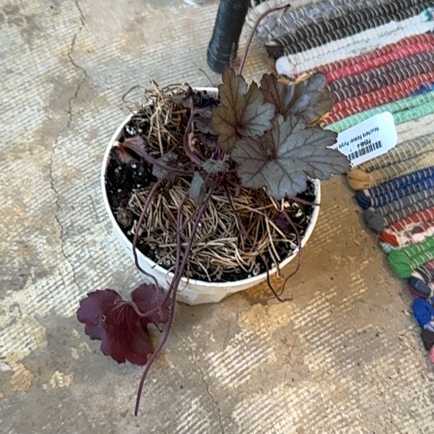 Photo of the plant species Heuchera 'Forever Purple' by @FastAlfalfa95 named James Dean on Greg, the plant care app