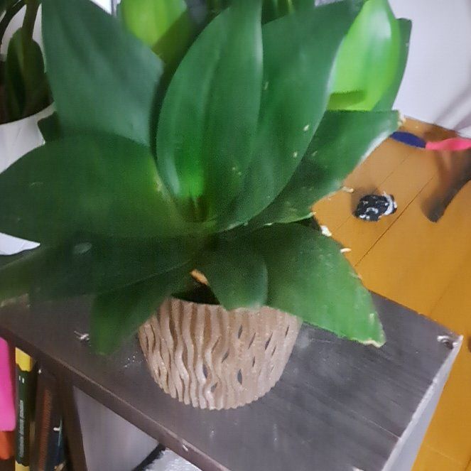Photo of the plant species moonshine snake plant by @AceYuzu88 named Gyvatukas on Greg, the plant care app