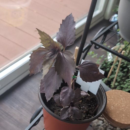 Photo of the plant species Red basil by @JasperKnight named Ronaldo on Greg, the plant care app