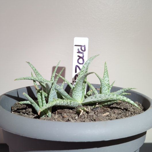 Photo of the plant species Aloe 'Blizzard' by @JasperKnight named Dax on Greg, the plant care app