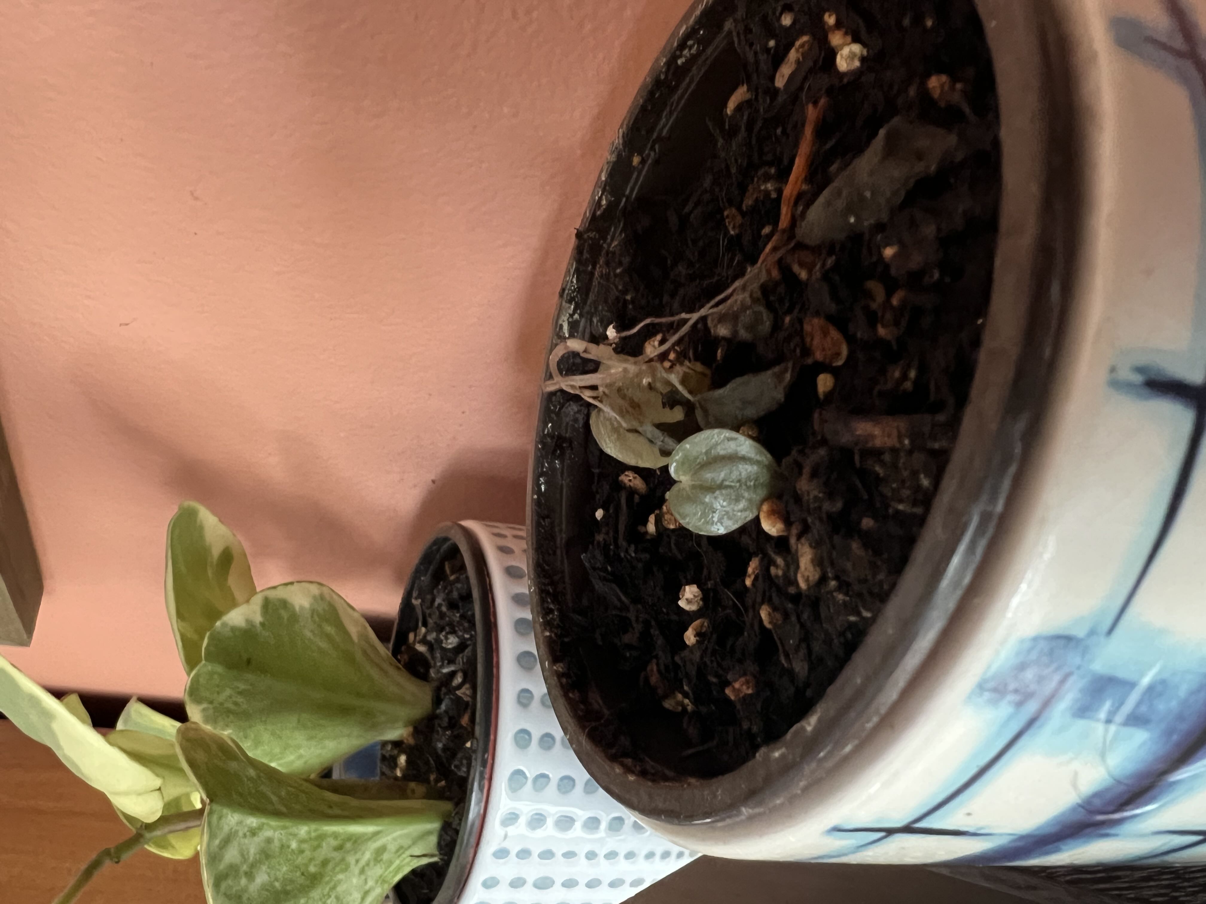 Photo from the post