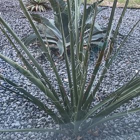 Photo of the plant species Mohave Yucca by @PerfectGarlic98 named Rihanna on Greg, the plant care app