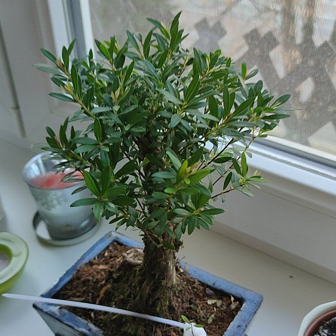 Photo of the plant species Box-Leaf Eugenia by @EuphoricCatmint named Gomez on Greg, the plant care app